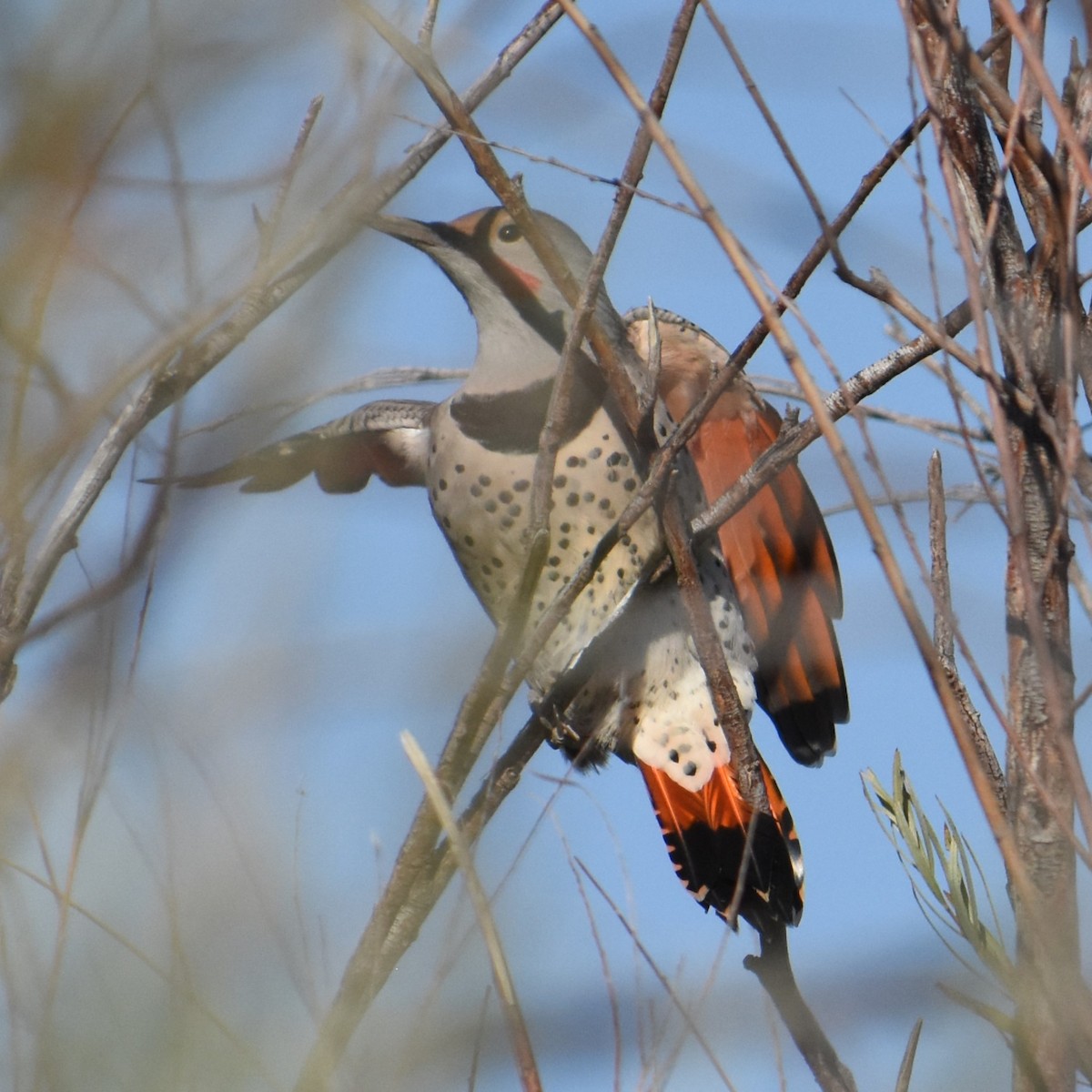 Northern Flicker (Red-shafted) - ML487836711