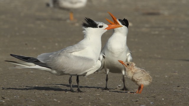 שחפית גדולה - ML487837