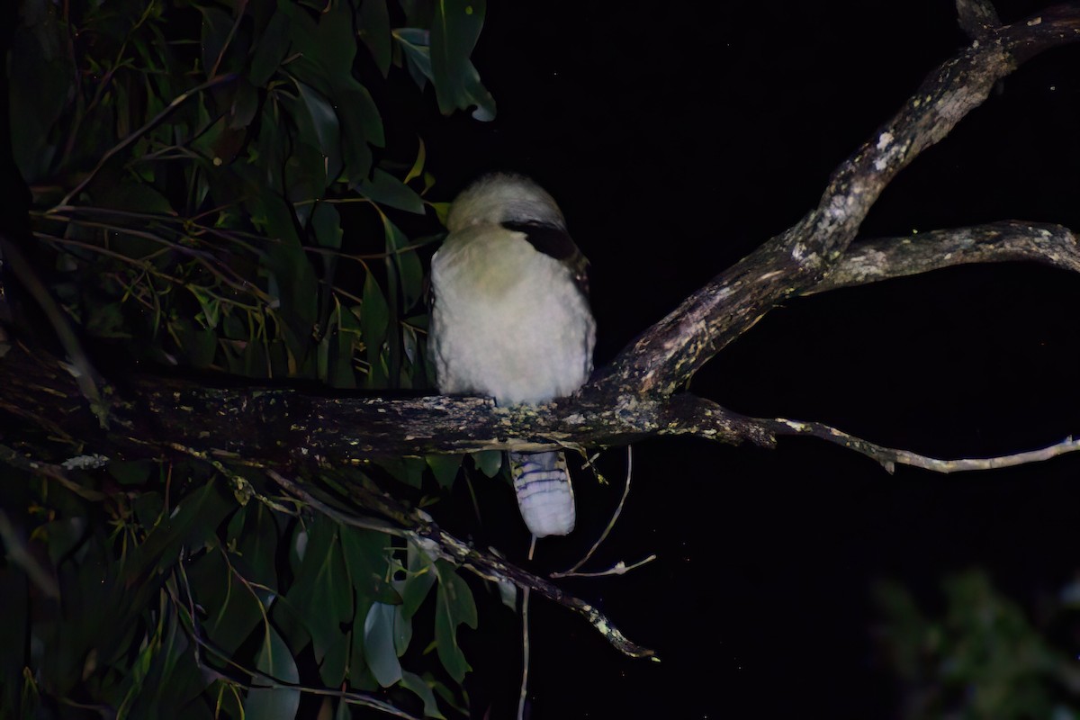 Laughing Kookaburra - ML487837001