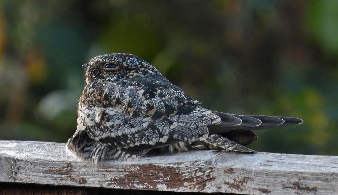 Common Nighthawk - Paul Bowerman