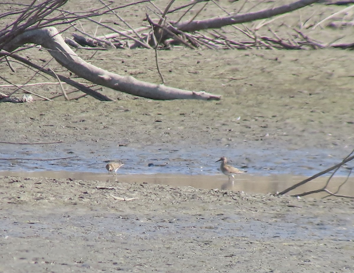 Pectoral Sandpiper - ML487837761