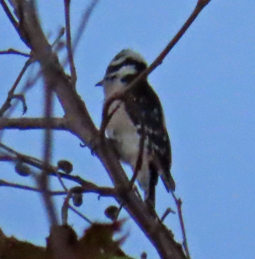 Downy Woodpecker - ML487837871