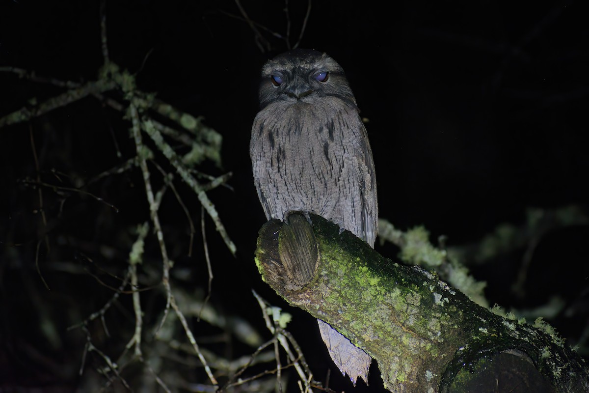 Tawny Frogmouth - ML487838401