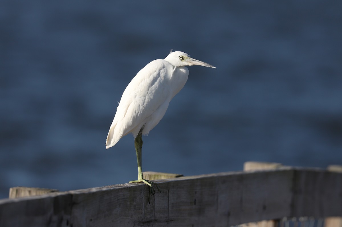 Little Blue Heron - Jordan Parham