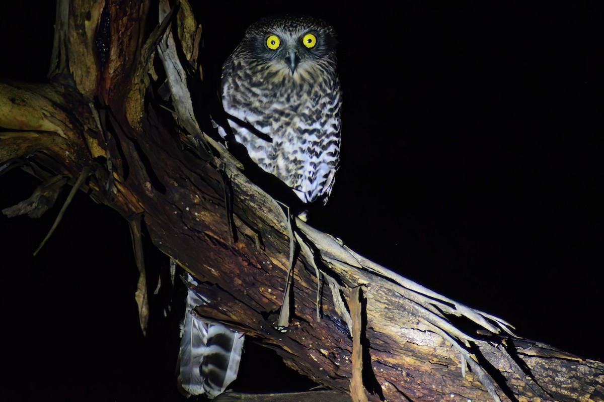 Powerful Owl - ML487840081