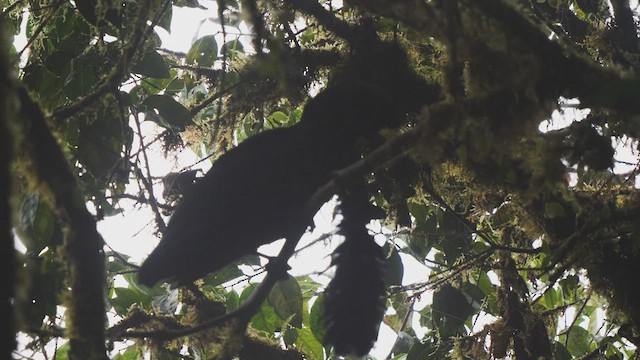 Long-wattled Umbrellabird - ML487840371