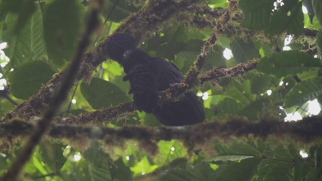 Long-wattled Umbrellabird - ML487840381