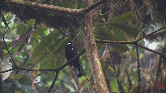 Black Solitaire - ML487840841