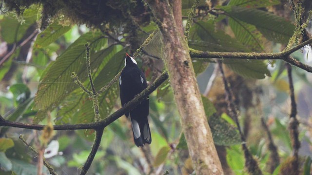 Black Solitaire - ML487840871