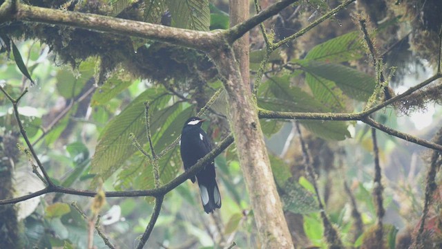 Black Solitaire - ML487840901