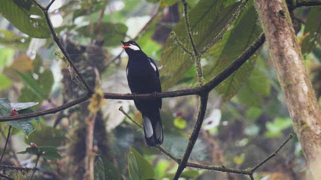 クロヒトリツグミ - ML487840911