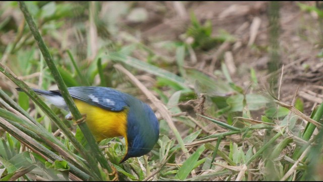 Tropical Parula - ML487842011