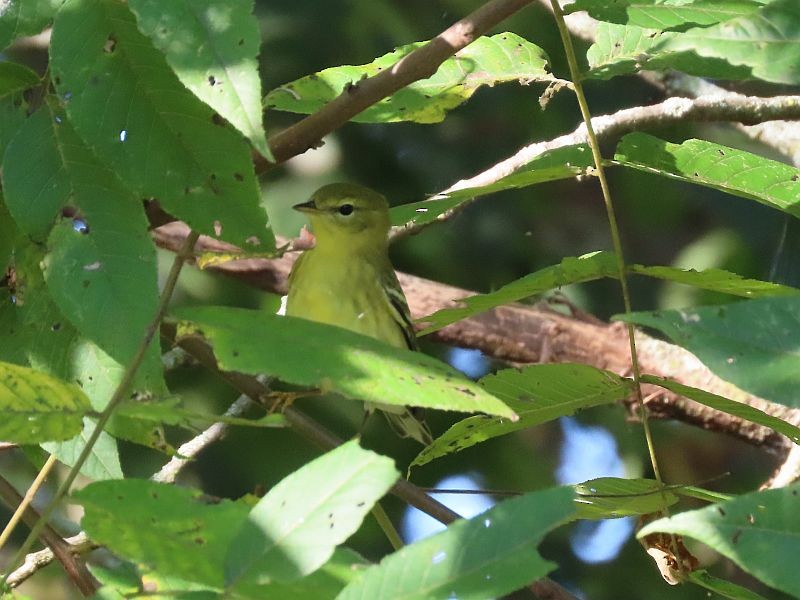 Paruline rayée - ML487842181