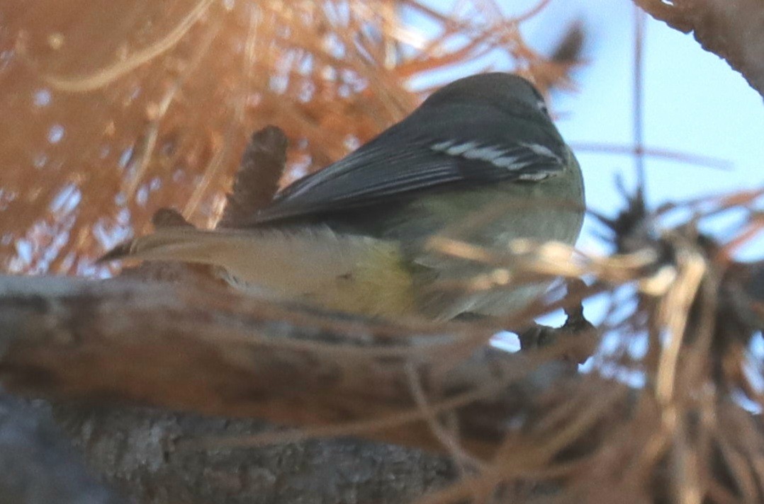 Cassin's Vireo - ML487842511