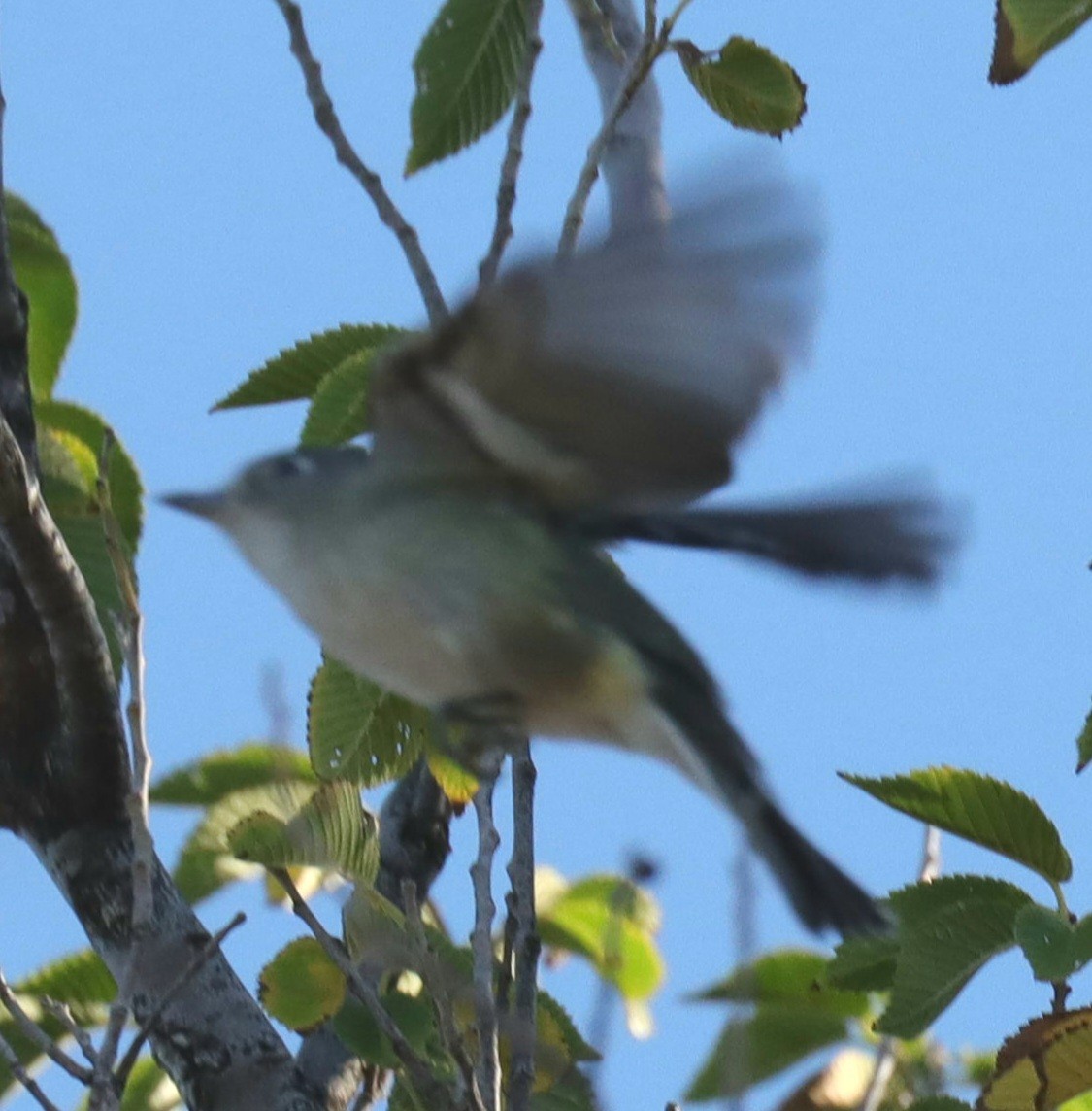 Vireo de Cassin - ML487842521