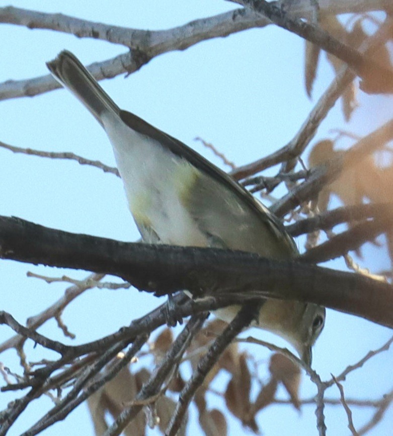 Cassin's Vireo - ML487842531