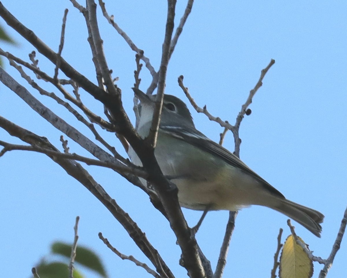 Vireo de Cassin - ML487842541