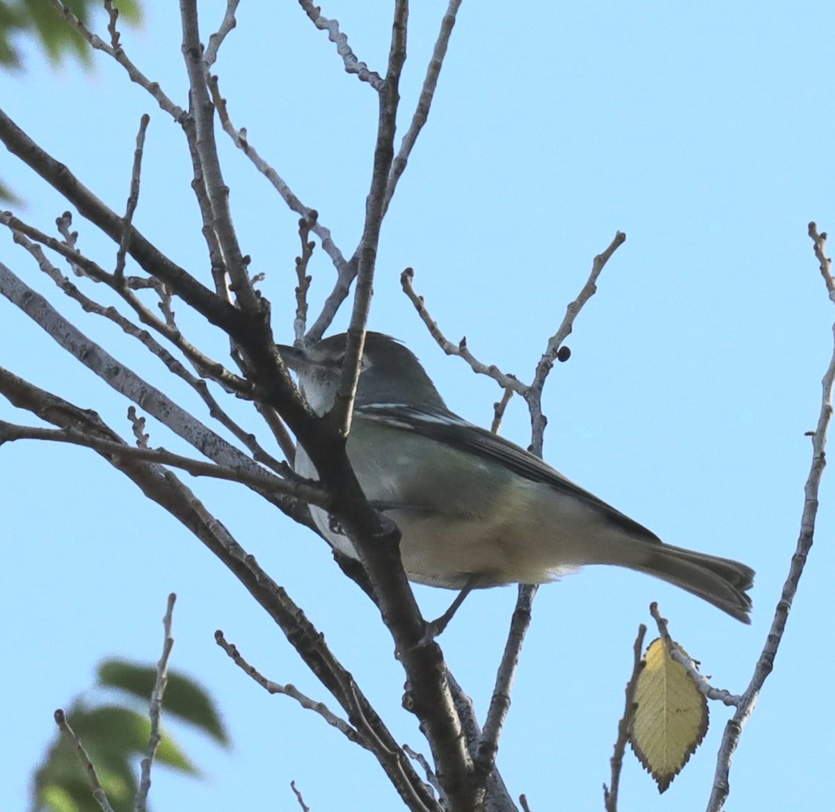 Cassin's Vireo - ML487842551