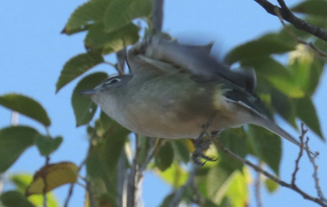 Vireo de Cassin - ML487842561