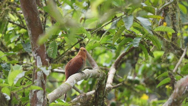 Little Cuckoo - ML487842771