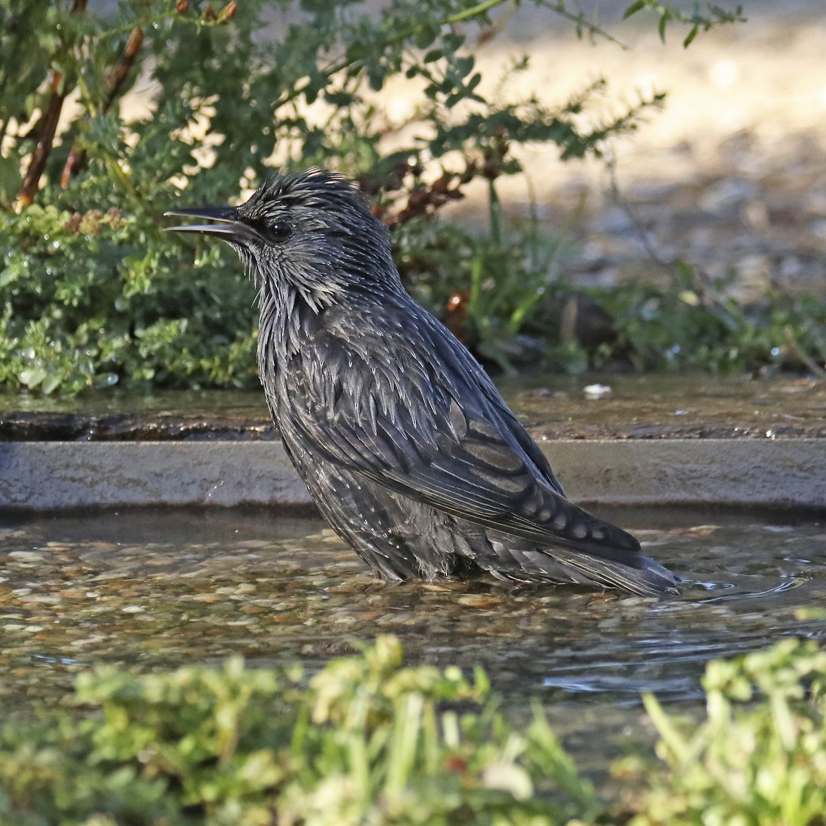 Spotless Starling - ML487843241