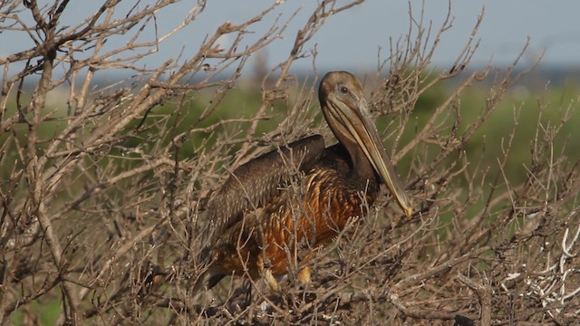 Kahverengi Pelikan (carolinensis) - ML487844