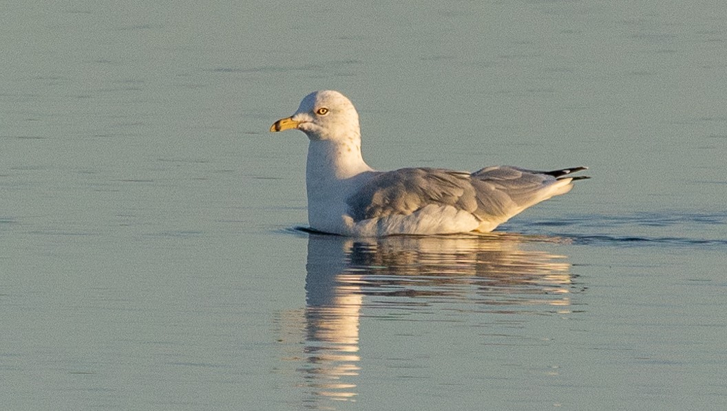 Ring-billed Gull - ML487844471