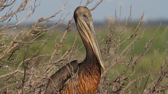 pelikán hnědý (ssp. carolinensis) - ML487845