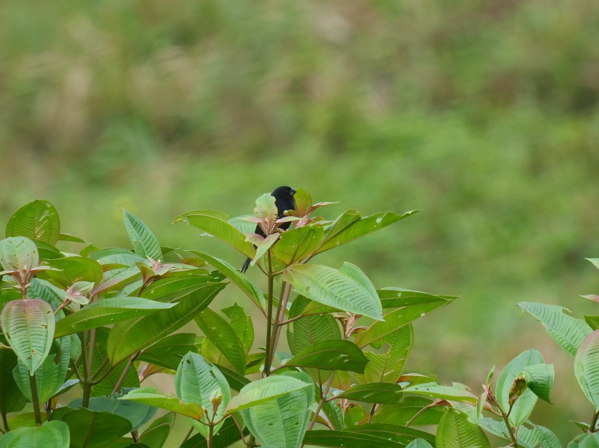 Thick-billed Seed-Finch - Dennis Arendt