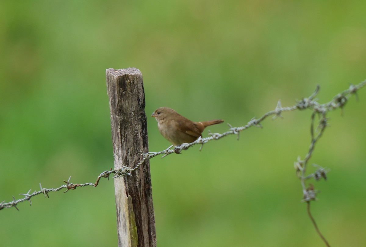 Variable Seedeater - Dennis Arendt