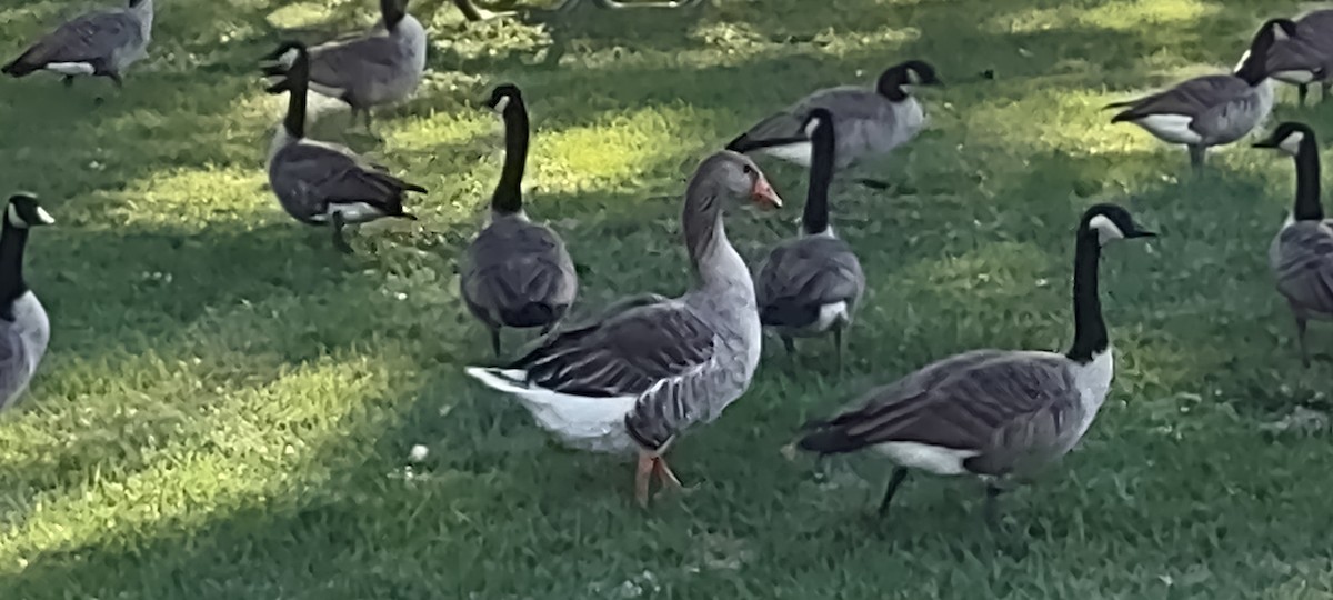 Graylag Goose (Domestic type) - ML487846821