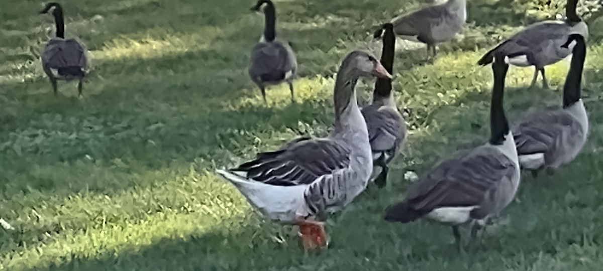 Graylag Goose (Domestic type) - ML487846991