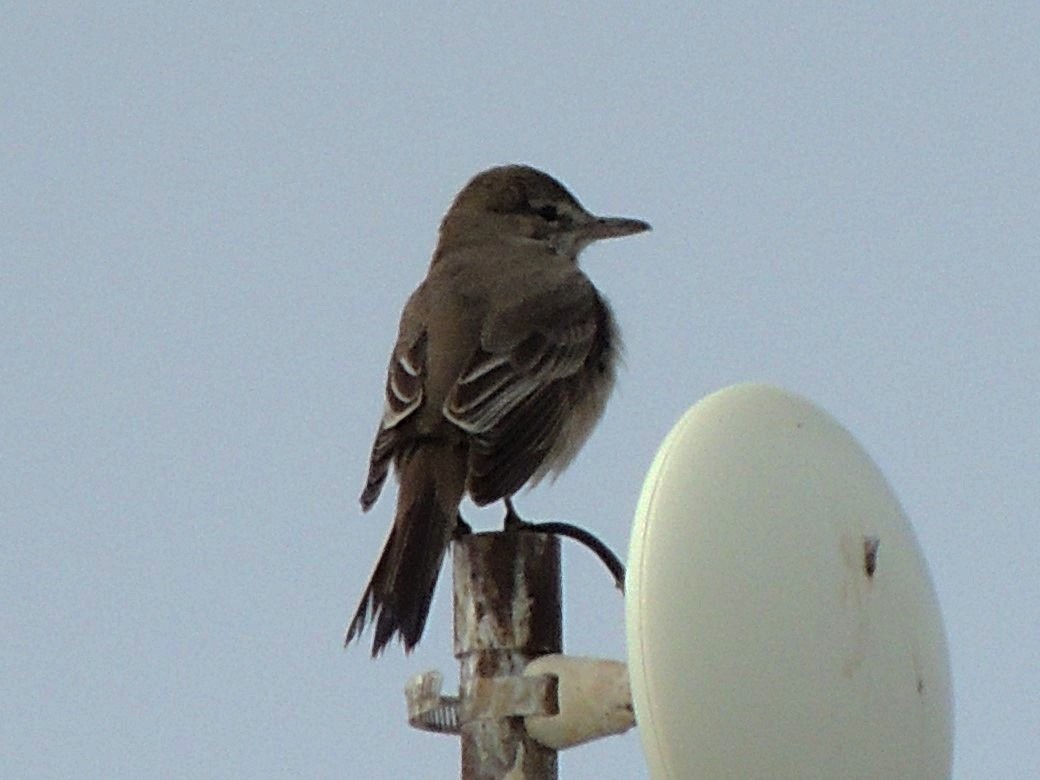 Gray-bellied Shrike-Tyrant - ML487847041