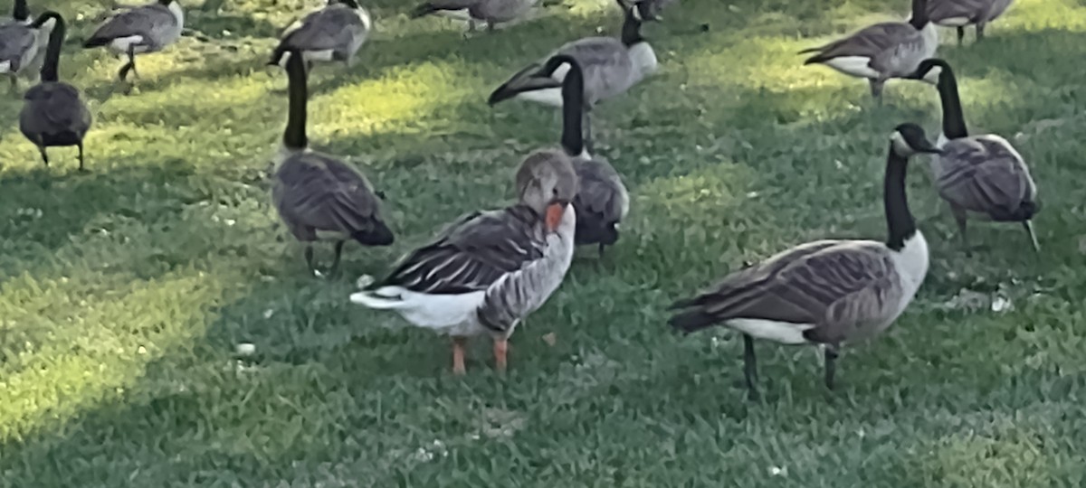 Graylag Goose (Domestic type) - ML487847231