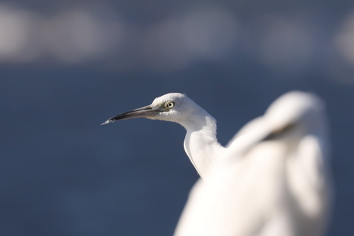 Little Blue Heron - Jordan Parham