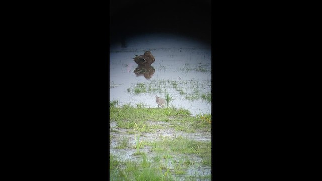 Буурал сүвээ цагаан - ML487849411