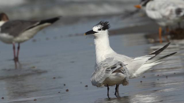 Sandwich Tern - ML487852