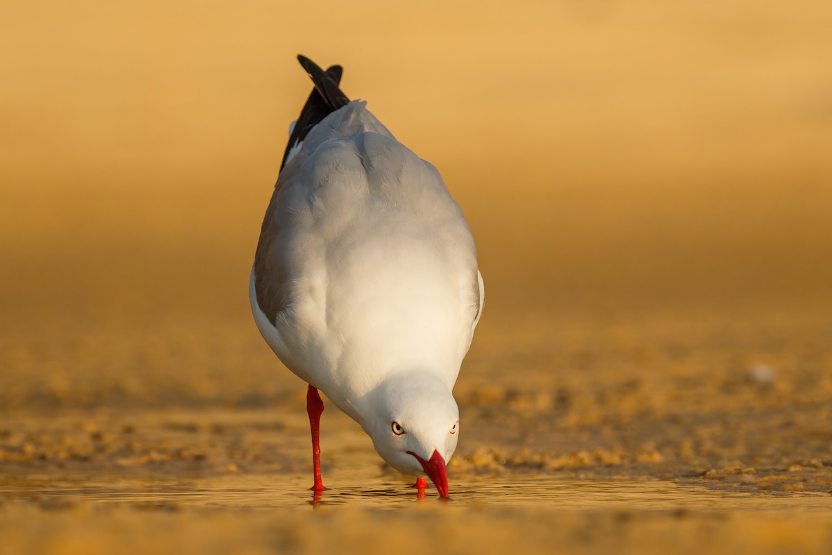 ギンカモメ（novaehollandiae／forsteri） - ML487852471