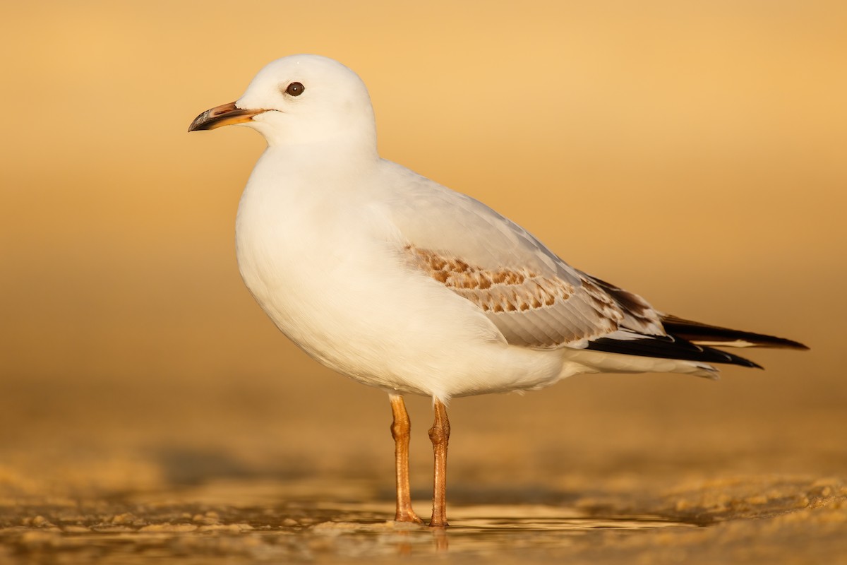 ギンカモメ（novaehollandiae／forsteri） - ML487852511