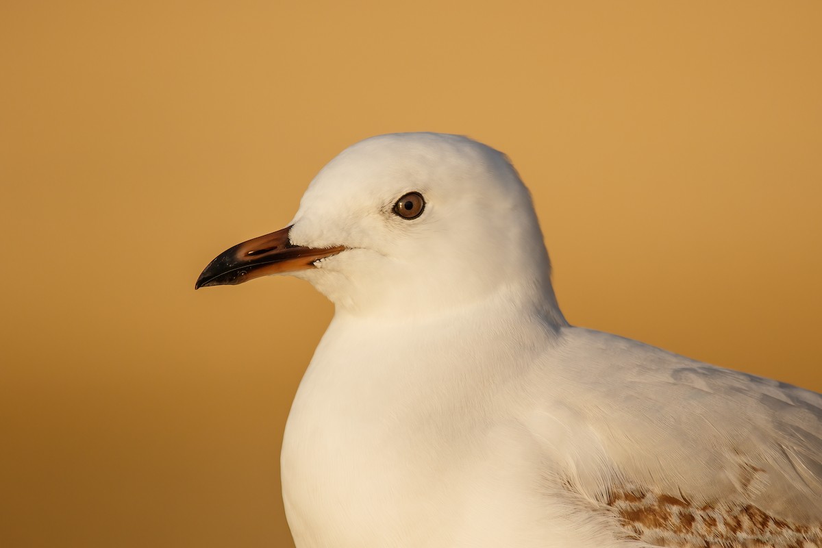 ギンカモメ（novaehollandiae／forsteri） - ML487852531