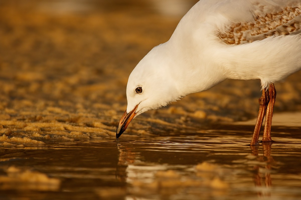 ギンカモメ（novaehollandiae／forsteri） - ML487852561