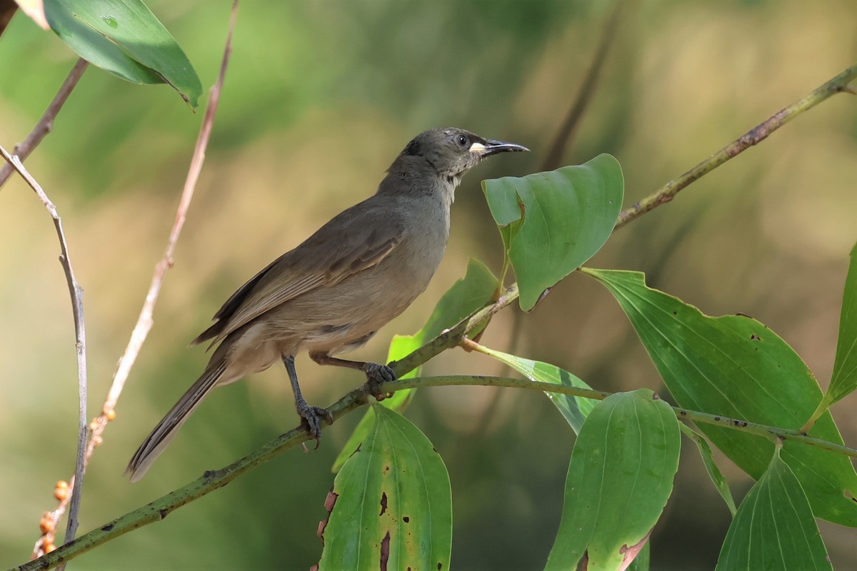 White-gaped Honeyeater - Mark and Angela McCaffrey