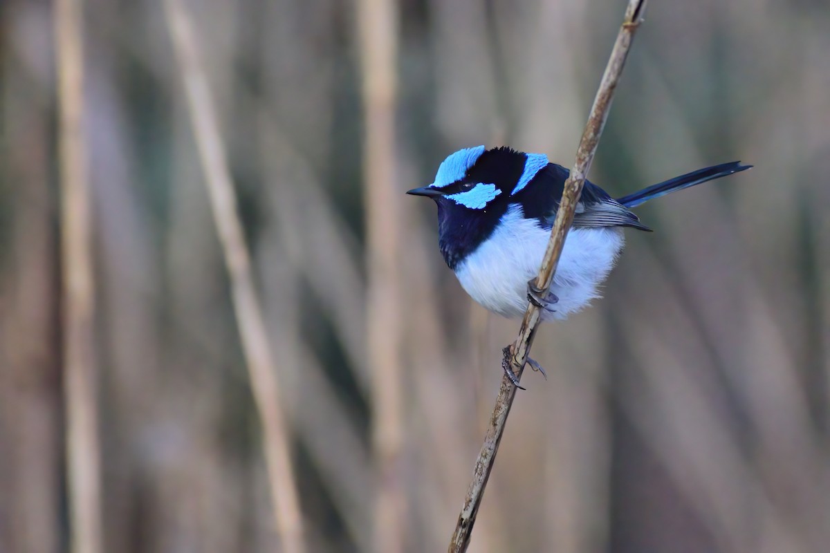 Superb Fairywren - Ken Tay