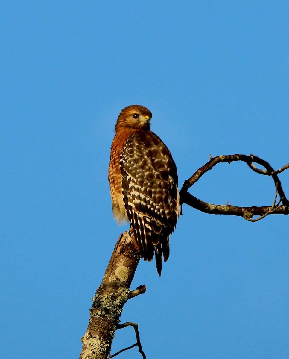 Red-shouldered Hawk - Lori White