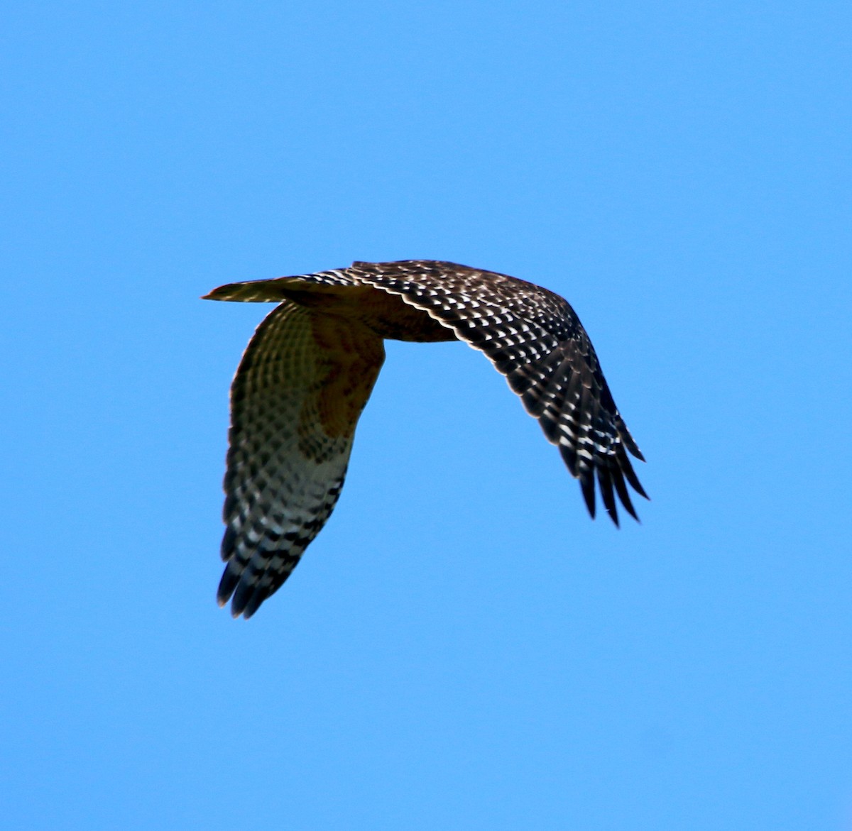 Red-shouldered Hawk - ML487853941