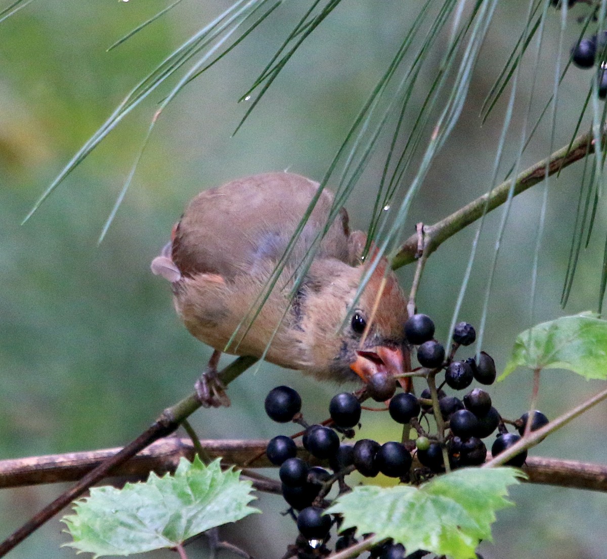 Northern Cardinal - ML487854661