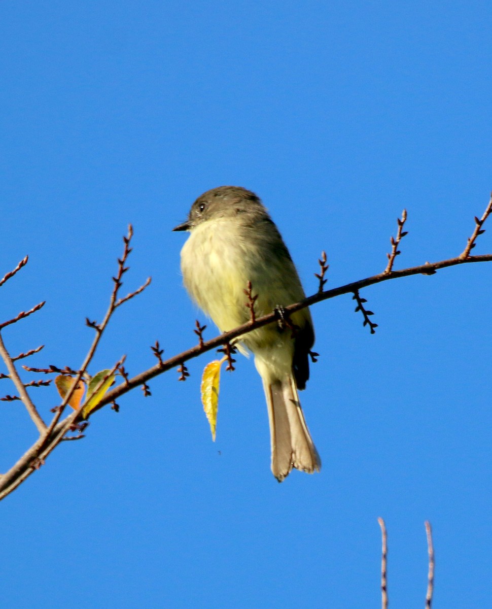 Eastern Phoebe - ML487854911