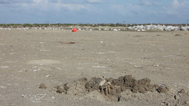 Crabs, Shrimp,  and relatives - ML487855