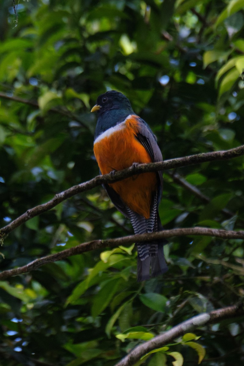 Collared Trogon - ML487855051