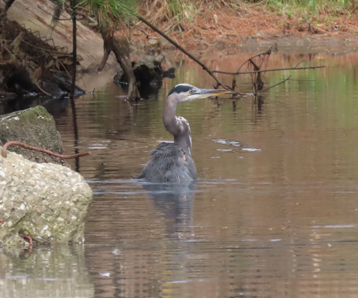 Great Blue Heron - Leslie Flint